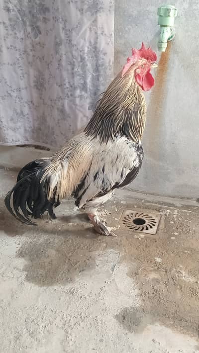 fancy bread,full active ha age 13 month ha for urgent sale.