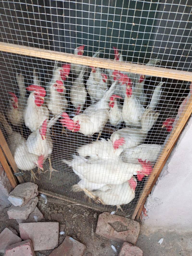 Layer cock's 5 month 1