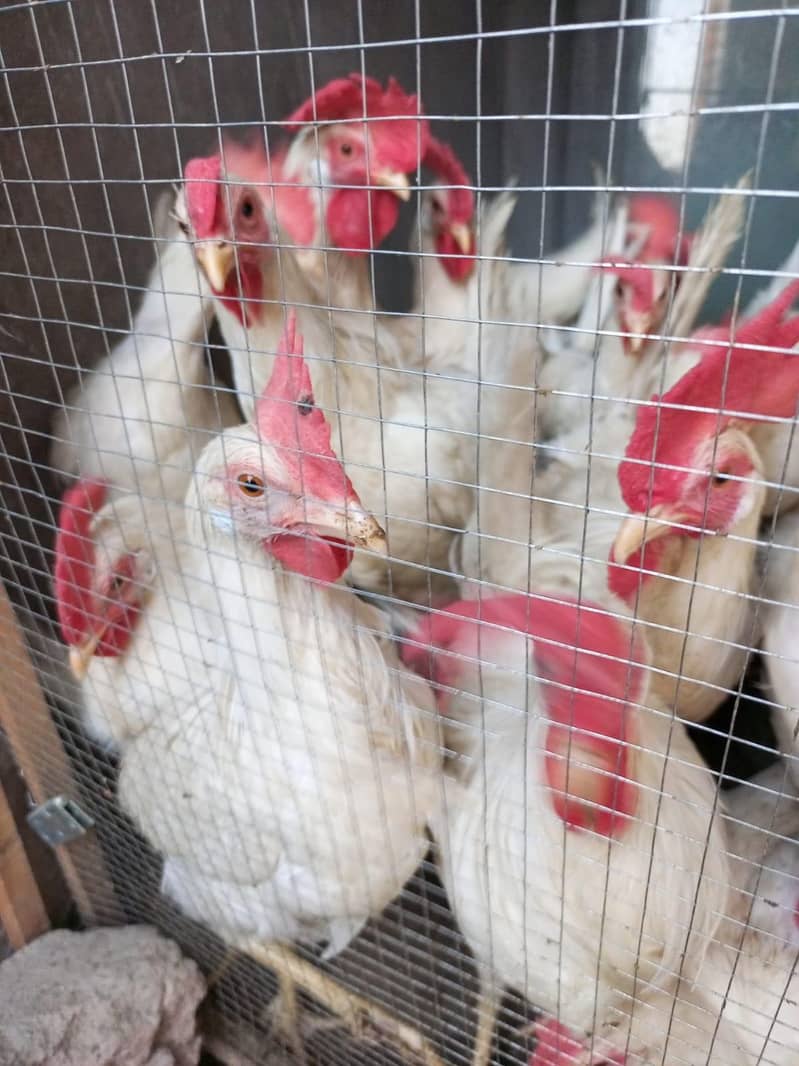 Layer cock's 5 month 2