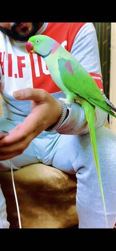 Raw parrot