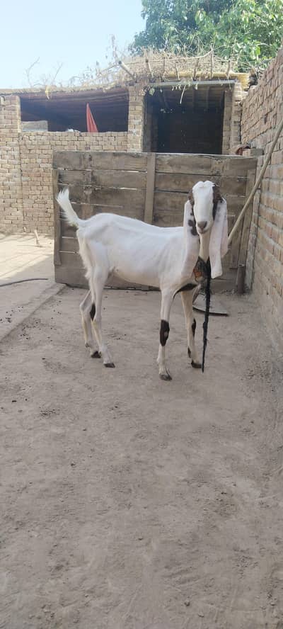 Rajan puri lal bakri  do Dant for sale
