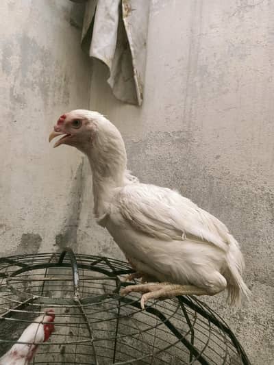 white Hera female