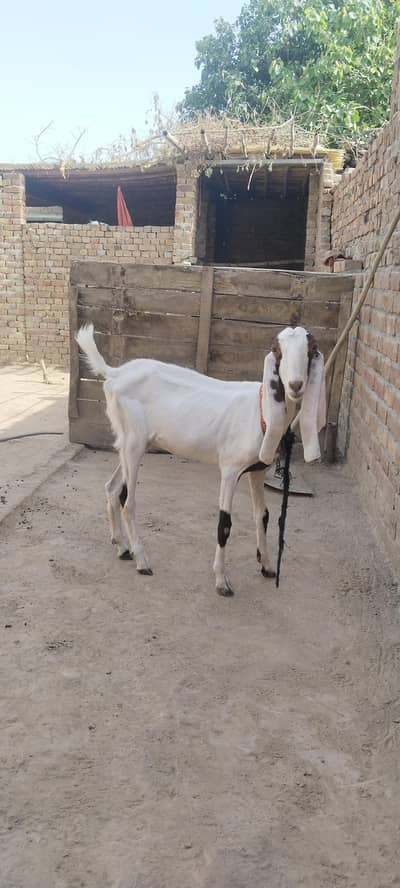 Rajan pori bakri for sale