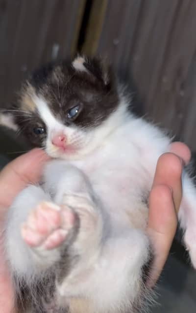 Beautiful Healthy Persian Kittens Available – Playful & Fluffy