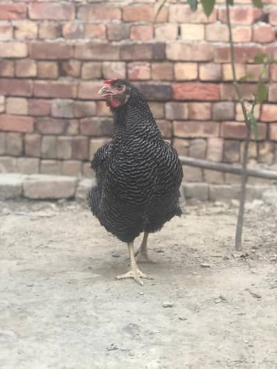 Playmouth hens 3+1 for sale