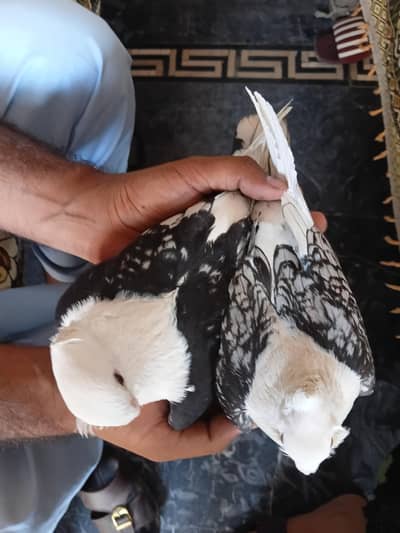Eid 5500 offer Breeder pair sentient healthy and active