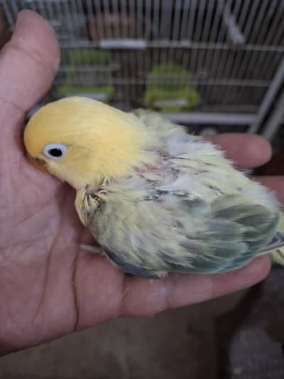 EID SALE