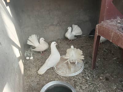 Laka kabutar White Colour