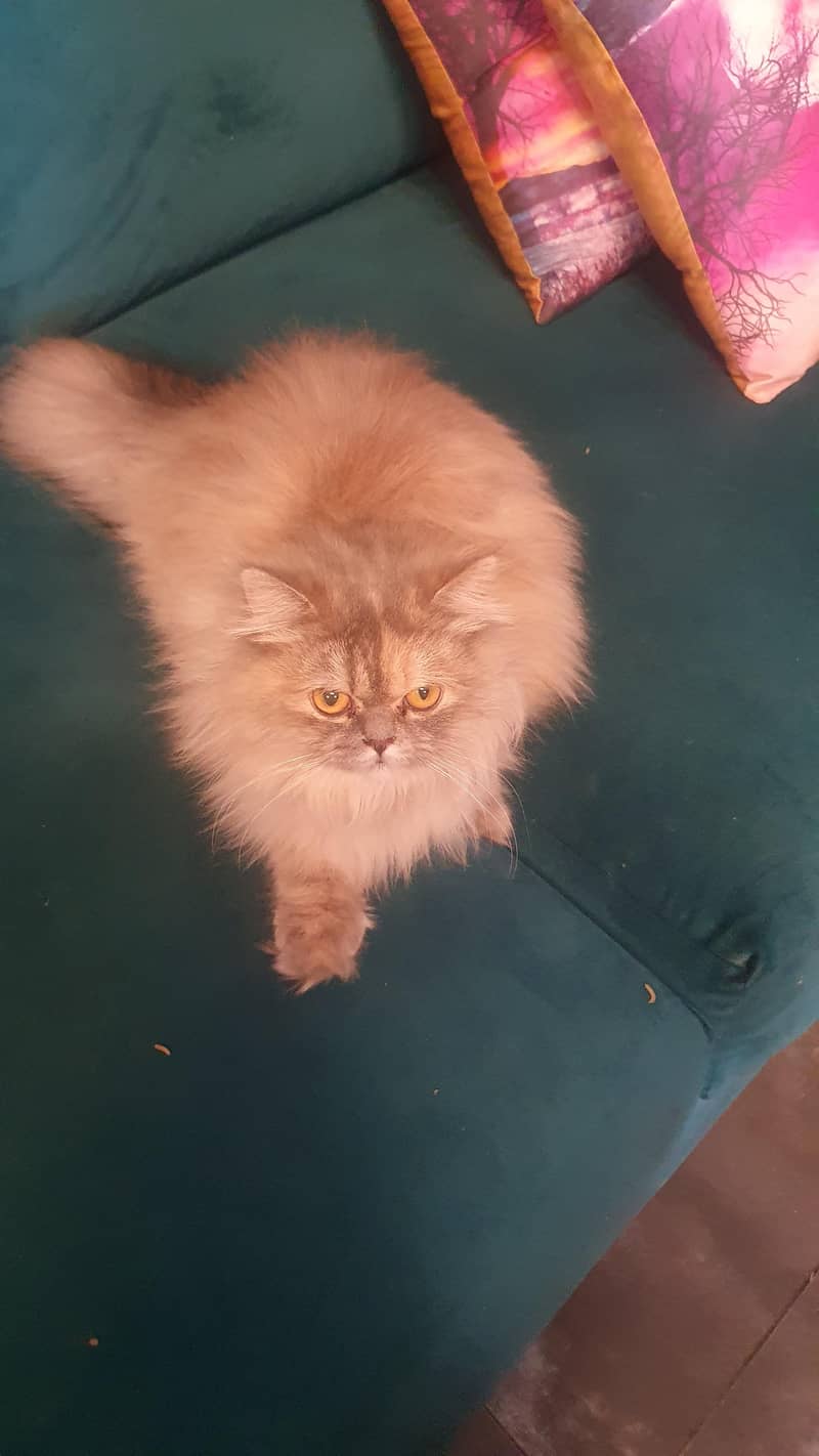 gray  cat 0