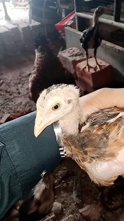 Aseel Chicks Available