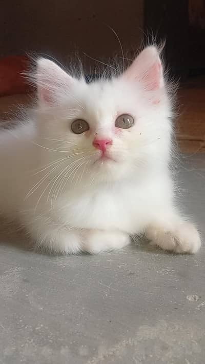 persian cat