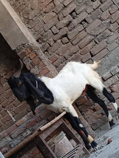 urgent sele