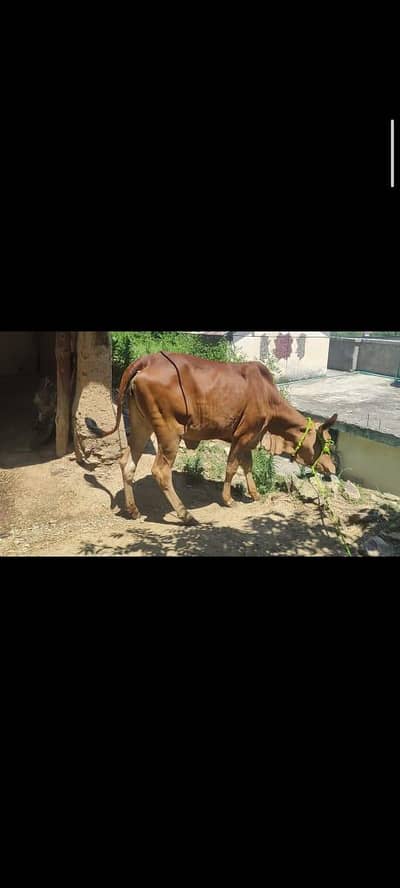 Saiwal Cow