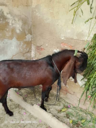 kasai available ha