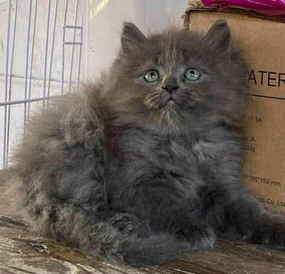 Persian beautiful  cat and kittens WhatsApp Number 03265641968