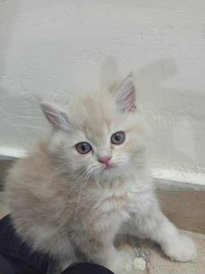 Persian triple coated litter trained kittens