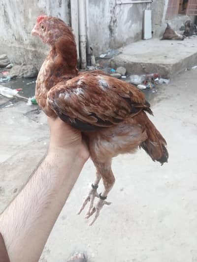 aseel chicks