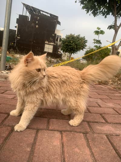 Name. Leo playing cat