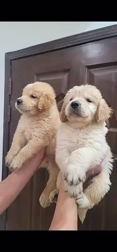 Golden Retriever puppy |  Retriever female  puppy | male  pedigreed