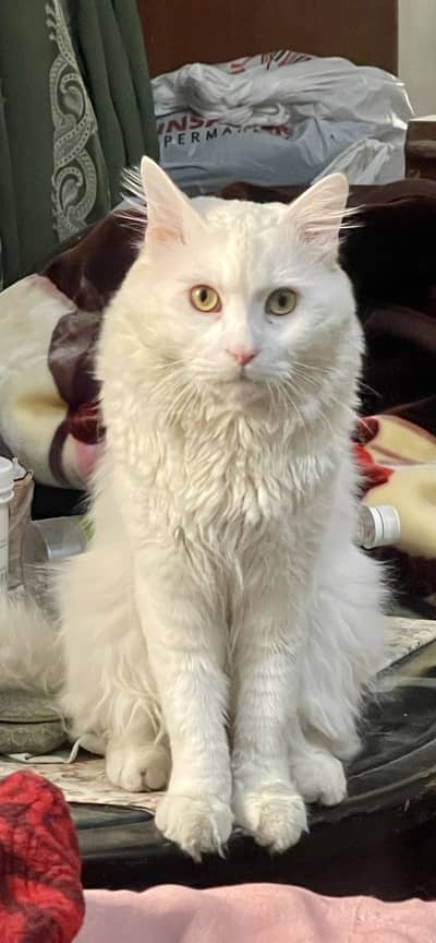 Male cat