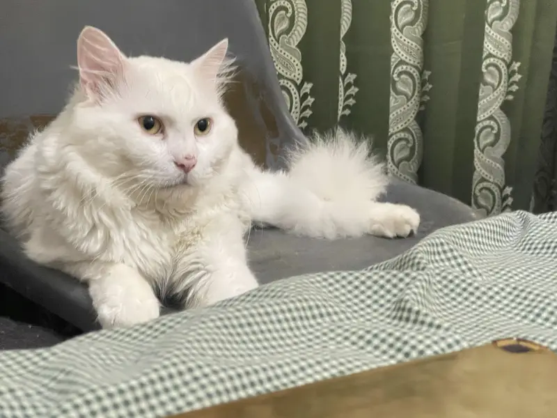 Male cat — photo 2