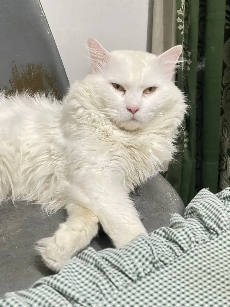 Male cat — photo 3