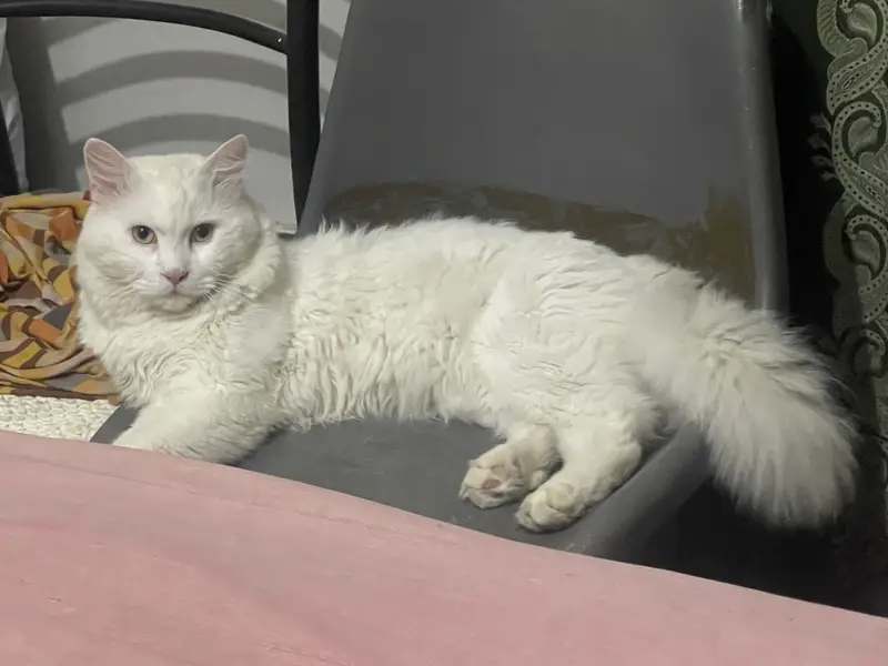 Male cat — photo 4