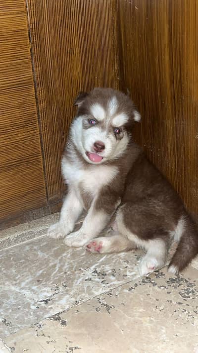 Siberian husky puppies | husky dog