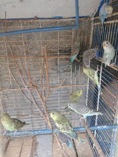 budgies pathay and adults