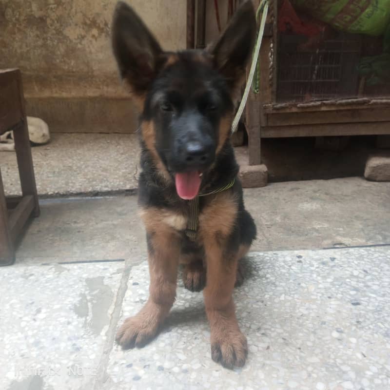 german Shepherd 0
