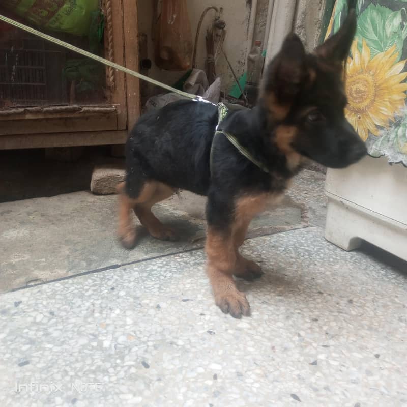 german Shepherd 1