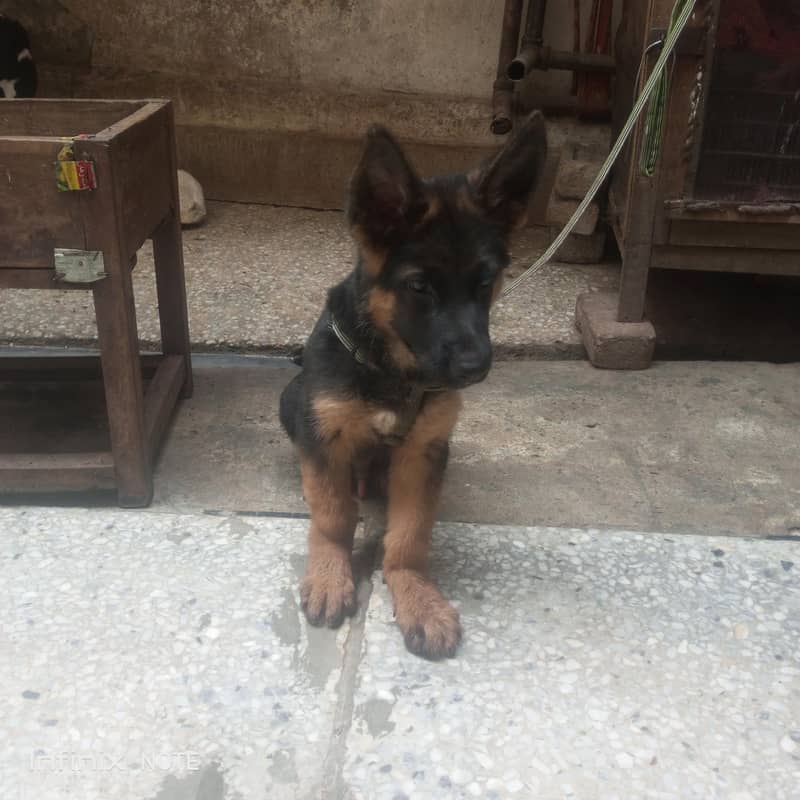german Shepherd 2
