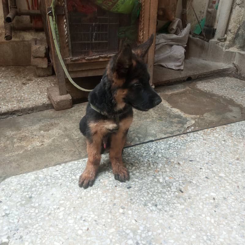 german Shepherd 3