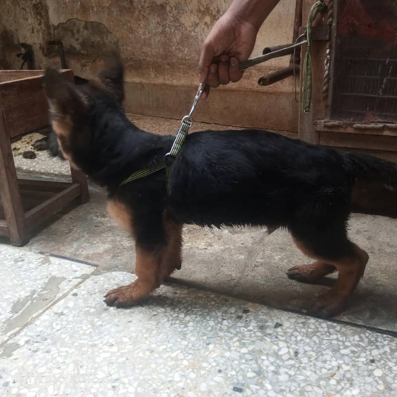 german Shepherd 4