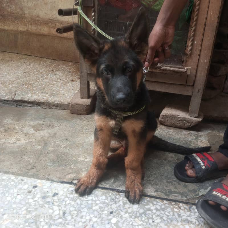 german Shepherd 5