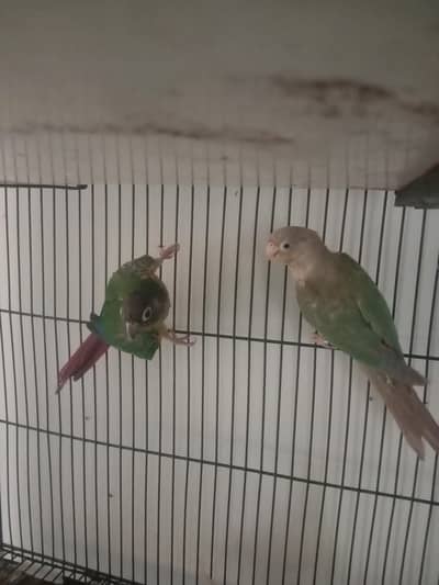 conure breader pair confirm Wtp 03241858868