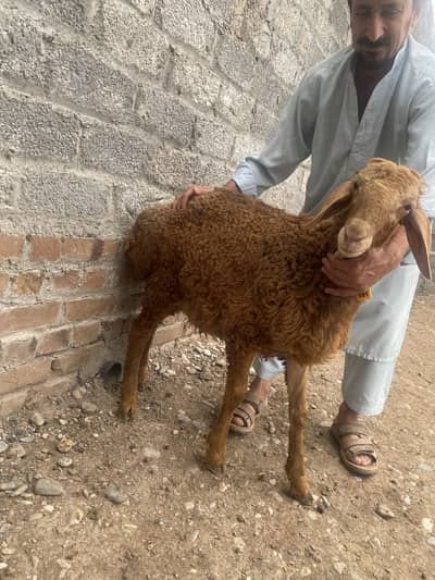 Balkhi Dumba available , Price Better than Mandi