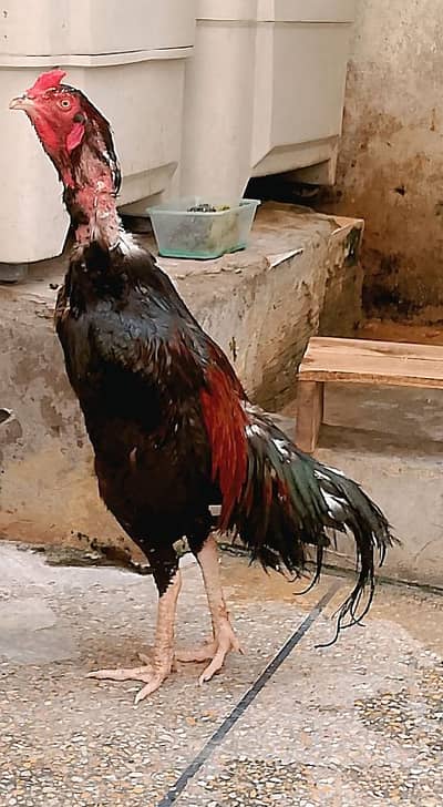 Aseel Mianwali & Sindhi crass