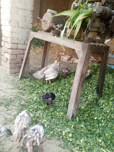 pure aseel chick+hen for sell