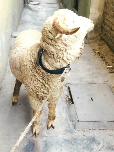 Beautiful long tail Male sheep