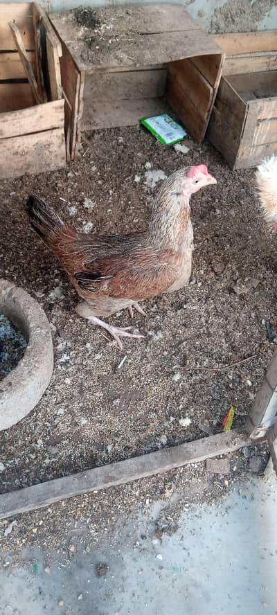 Aseel zero size & Golden Misri