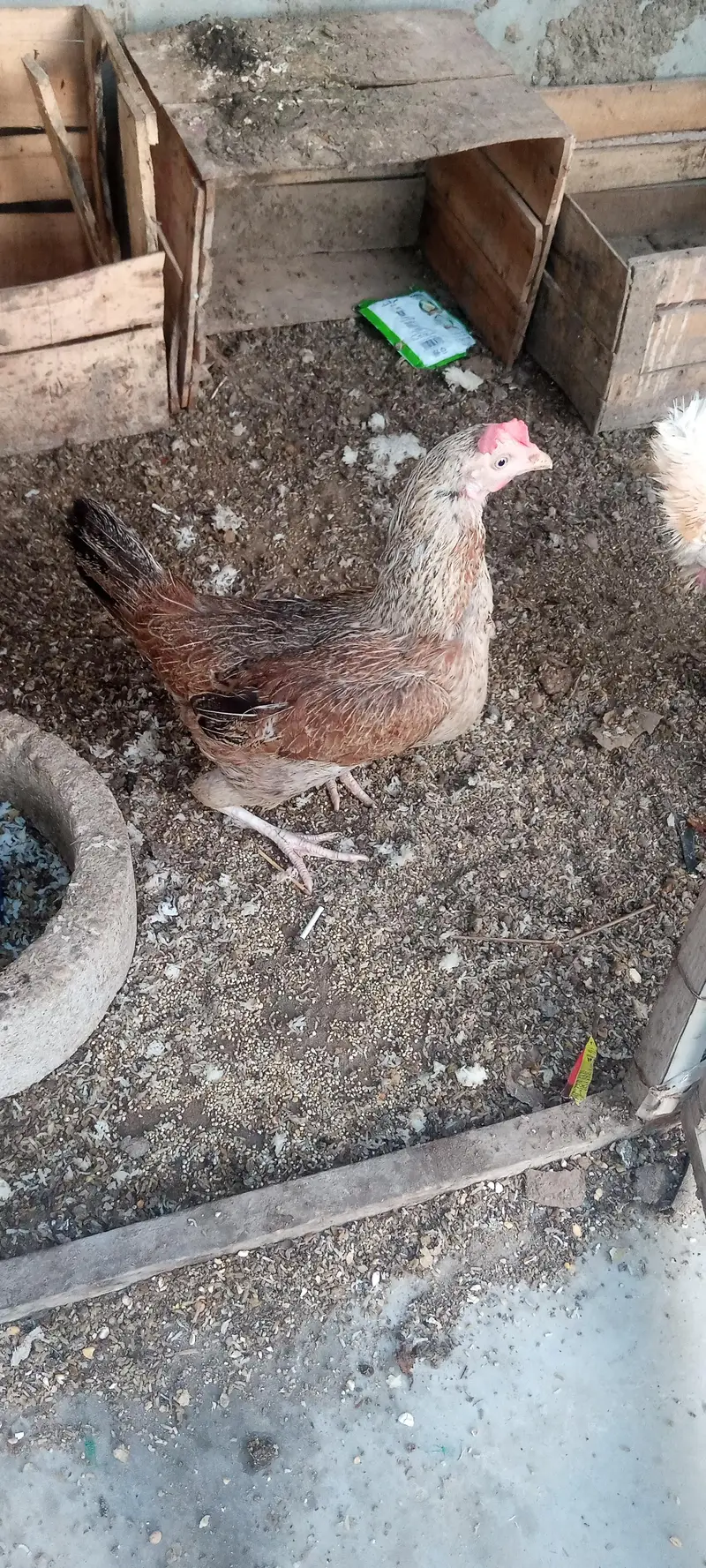 Aseel zero size & Golden Misri