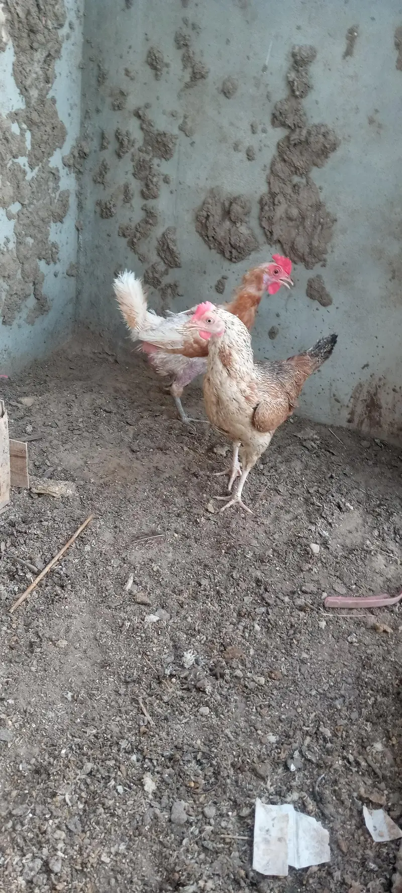 Aseel zero size & Golden Misri — photo 3
