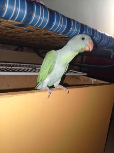 turquoise blue ringneck chick