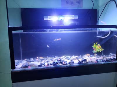 Aquarium with 3 fishes and wooden stand