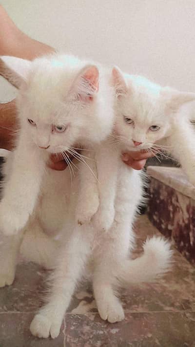 Kittens Persian double coat