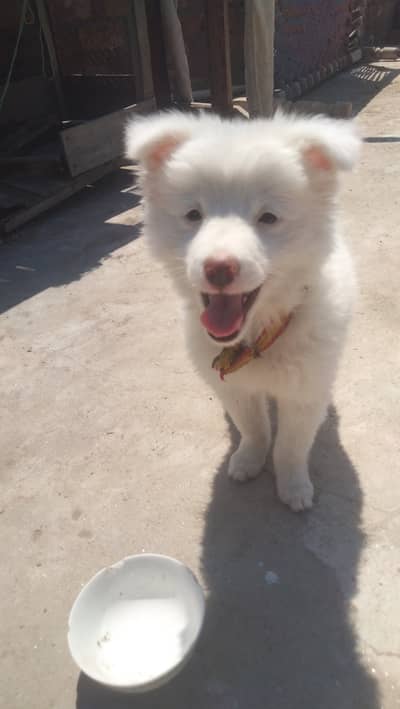 Russian dog