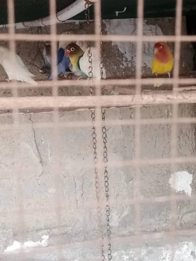 love birds