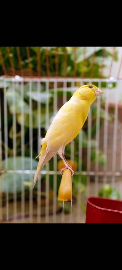 NON STOP SINGING CANARIES MALES FOR SALE