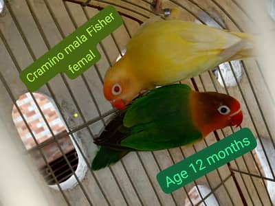 crimno mam fisher female 3pcs fishes